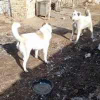 سگ گله و آدمی