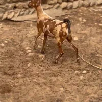 عربی بز|حیوانات مزرعه|کنگاور, |دیوار