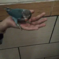 جوجه کوتوله دستی|پرنده|کرمان, |دیوار