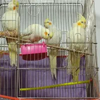 6تاعروس هلندی لوتینو