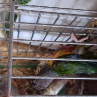 گرینچیک فول دبل رد با سابقه جوجه دهی|پرنده|رشت, گلسار|دیوار