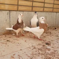 طوقی|پرنده|فولادشهر, مسکن مهر فولادشهر|دیوار