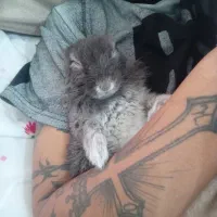 واگذاری خرگوش لچه و مادر