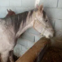 اسب مادیان درشور