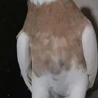 طوقی زرد ماده