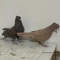 کبوتر پرنده