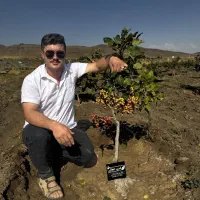 فروش نهال مرکبات پسته صنوبر بادام گردو انگور به