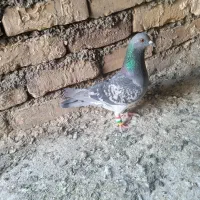 نر و ماده پولکی