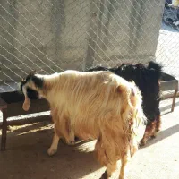 بز و بزغاله