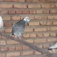 کله ماستی ماده