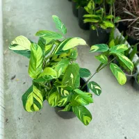 گل مارانتا ابلق در رشت|گل و گیاه طبیعی|رشت, بیجارپس|دیوار