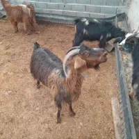 بز محلی درجه یک|حیوانات مزرعه|آبسرد, |دیوار