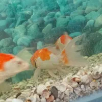 ۱۰ عدد ماهی کوی نژاد کوآکو دونه ایی ۱ میلیون|ماهی|میبد, |دیوار