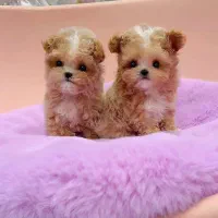 پودل فرفری|سگ|اهواز, ۲۰۰۰واحدی|دیوار