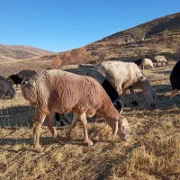 بره ماده چینی و نربز شیرازی|حیوانات مزرعه|سیلاخور, |دیوار
