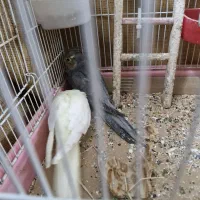 عروس هلندی نر و دوتا بچه هاش