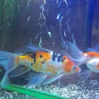 ماهی کویی سوپر باله|ماهی|مشهد, بهارستان|دیوار