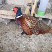 مرغ زینتی