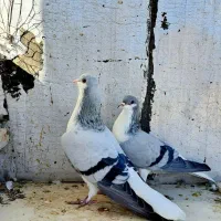 کبوتر خوشرنگ|پرنده|شهرضا, |دیوار