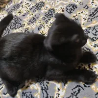 گربه|گربه|تهران, دولتخواه شمالی|دیوار