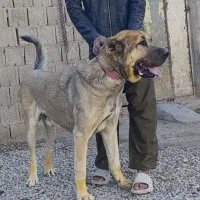 سگ دهن پاک|سگ|کوزران, |دیوار