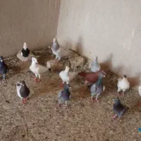 کفتر