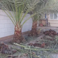 درخرما|خدمات باغبانی و درختکاری|طبس, |دیوار