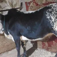 گاو ورزا