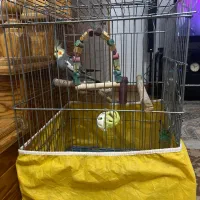 عروس هلندی نیمه بالغ نر همراه با وسایل کامل|پرنده|نوشهر, |دیوار