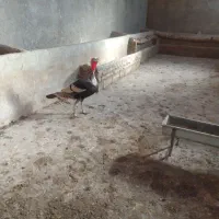 بقلمون نر سه ساله