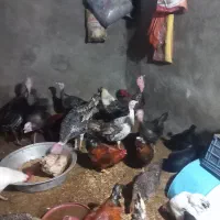 بوقلمون وخروس