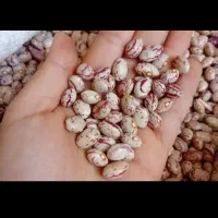 خریدوفروش حبوبات وخشکبار|خوردنی و آشامیدنی|بهمن صغاد, |دیوار