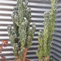 کاکتوس سخره ای