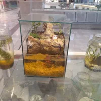 اکواریوم استوانه پلنت با لوازم|ماهی|مشهد, کوه سنگی|دیوار