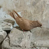 کبوتریرنگ|پرنده|بروجرد, |دیوار