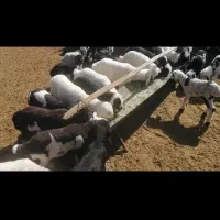 میش بره ارسنجان.|حیوانات مزرعه|مرودشت, محمد آباد|دیوار