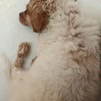 سگ خانگی|سگ|اردکان, |دیوار