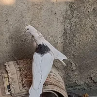 طوقی صحرایی طوقی زرد خالدار