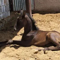 دو راس اسب|اسب و تجهیزات اسبسواری|شیراز, بازار|دیوار