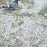 کبوتر سالم|پرنده|آستارا, |دیوار