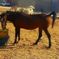 اسب مادیان