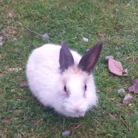 خرگوش  نر 6ماهه واگذاری رایگان