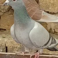 بچه کفتر کاغذی|پرنده|حمیدیا, |دیوار