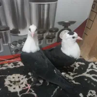 یک جفت جوجه کل سفید کلایی عروسک|پرنده|گنبکی, |دیوار