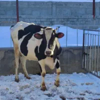 گاوشیری ابستن