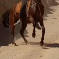 اسب مادیان عرب