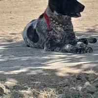 واگذاری سگ لاس قدرجونی گله ای چل وروانی|سگ|خمینیشهر, |دیوار