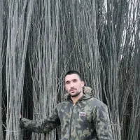 نهال میوه همه رقمی۲تا۶ساله    کبوده صنوبرتورکی