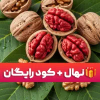 نهال صادراتی با ۱۰٪ نهال اضافه و بسته کود تقویتی