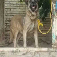 سگ سرابی ماده